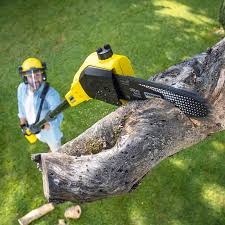 Why Choose Our Tree Removal Services in Somers, MT?